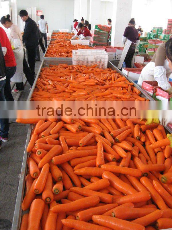 2014 new crop bulk carrot with best price