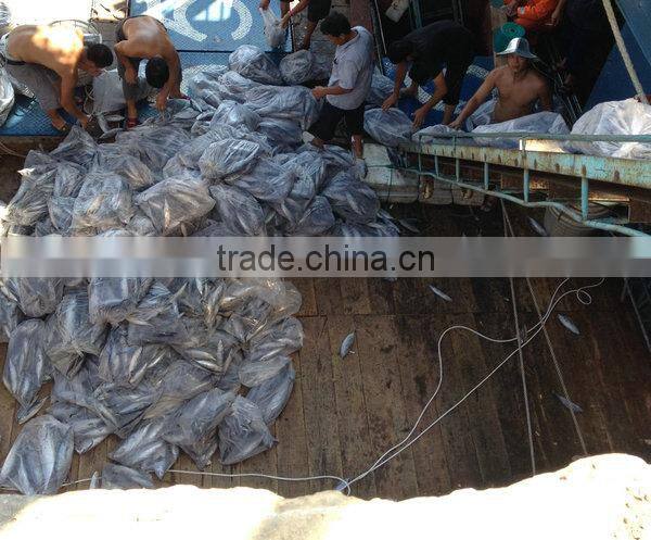 High quality sea frozen fish mackerel wholesale