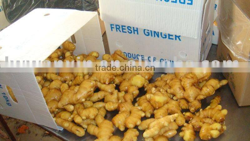 fresh ginger 150g and up pvc carton