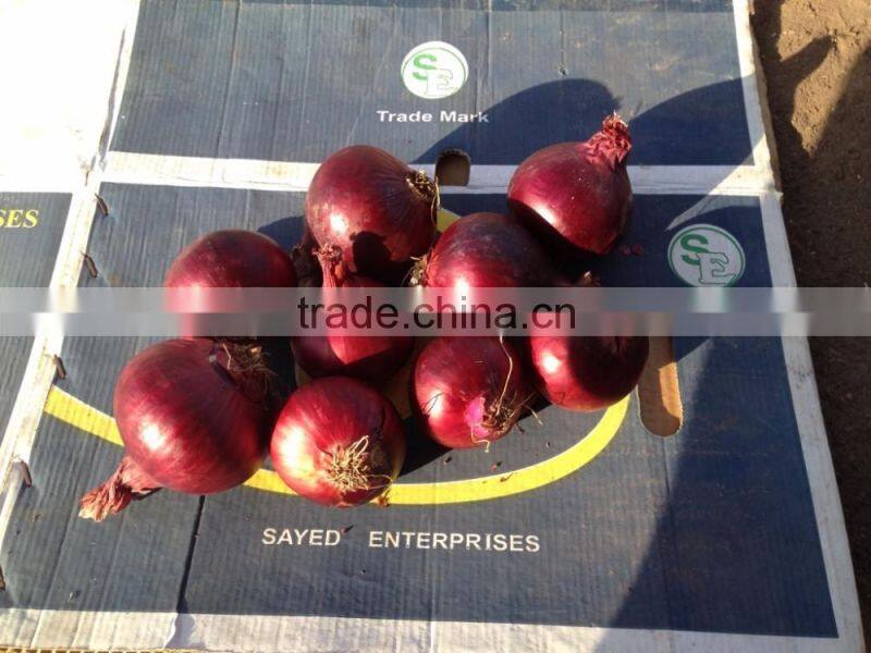 HOT SALE/ BEST QUALITY RED ONIONS export to any country