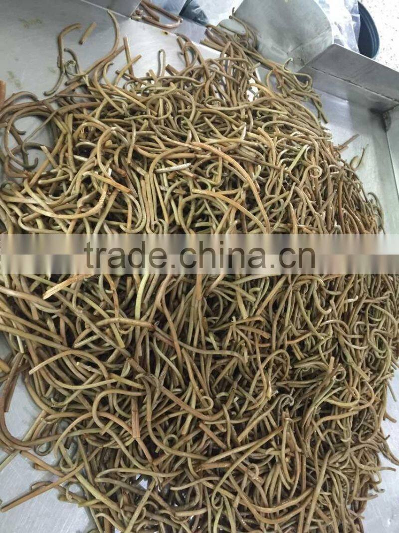 Chineses' osmunda cinamomea cinamomea in promotion vetch boiled osmund Japan osmunda cinamomea