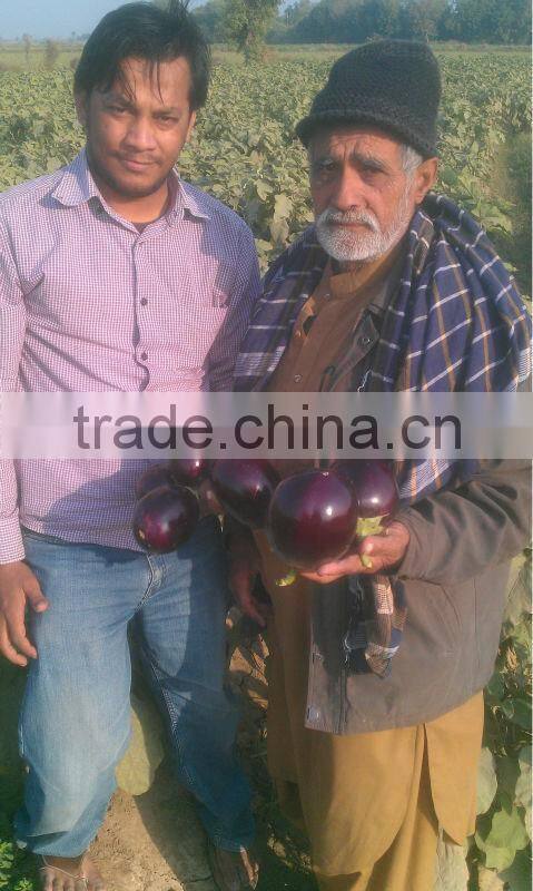 EP 310 Hybrid Eggplant Seeds