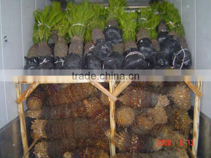 Cycas revoluta plants