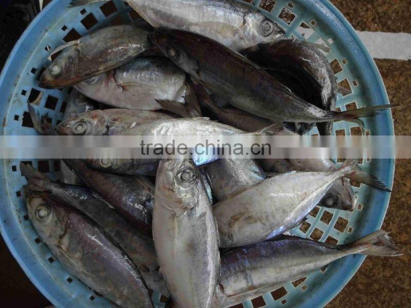 Best Price Fresh Big Eye fish Horse Mackerel