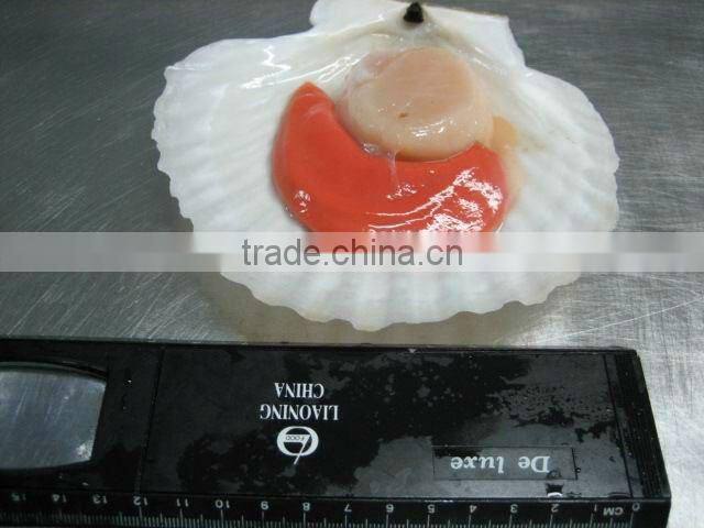 frozen half shell scallops