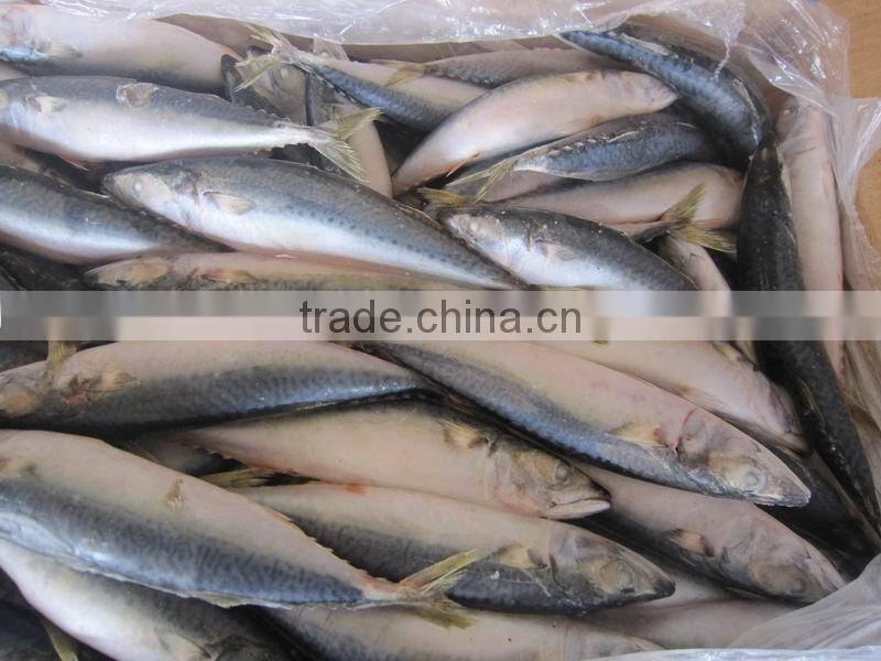 frozen mackerel 500g up