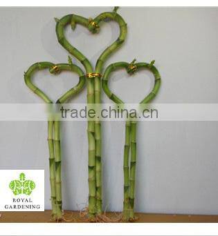 Lucky bamboo ( Dracaena Sanderiana) heart arrangement
