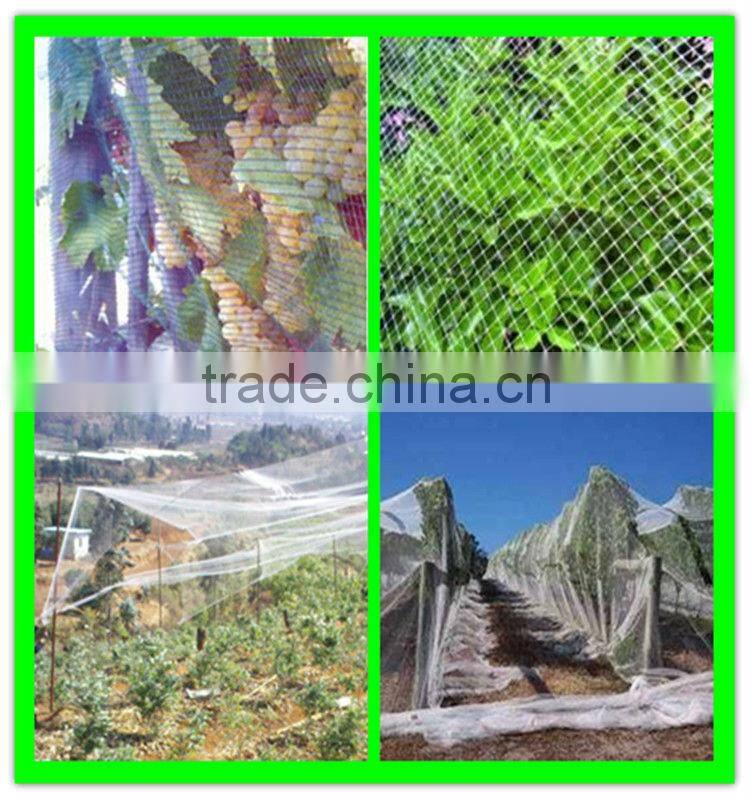 High quality 100% virgin HDPE grape anti bird control netting for sale