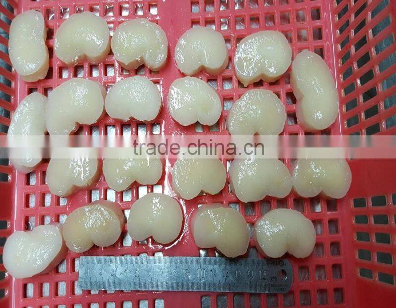 superior frozen ligament of pen shell for bulk sale
