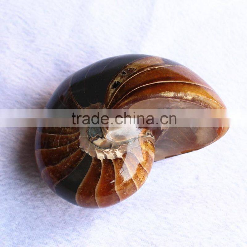 huge Natural conch Ammonite fossil for decoration