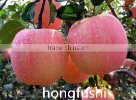 high quality fresh apple(gala) for hot sale