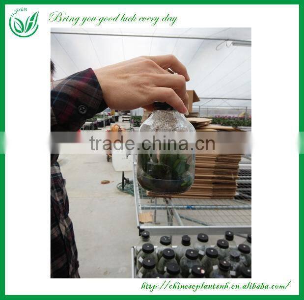 Living Plants Bonsai