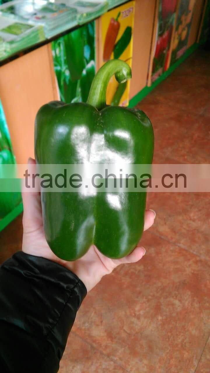 Sweet pepper seeds lamuyo pepper seeds Hillary F1