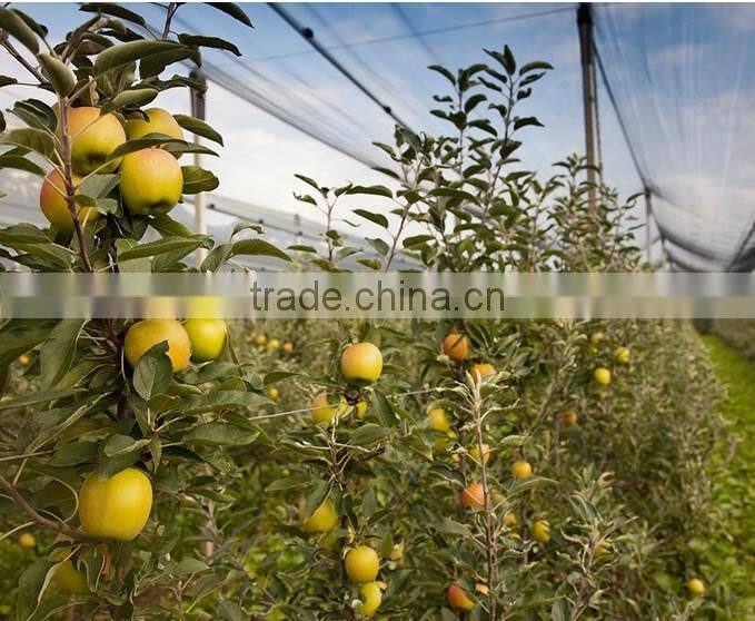 Good daylighting and UV resistance vegetables greenhouse,fruit greenhouse,fiberglass greenhouse