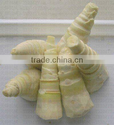 TW-822 Carrot Slicer Machine To Cut Potato (Video) Factory