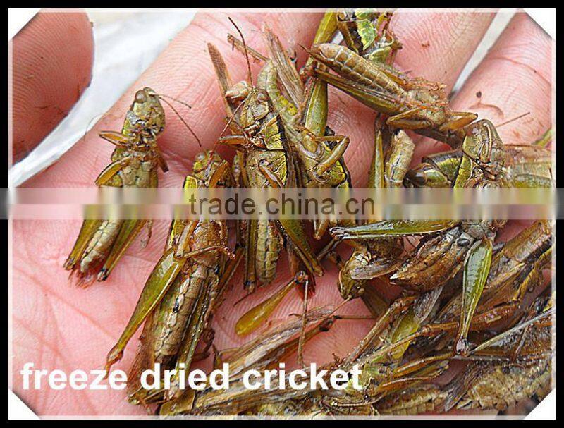 Dried Locusts