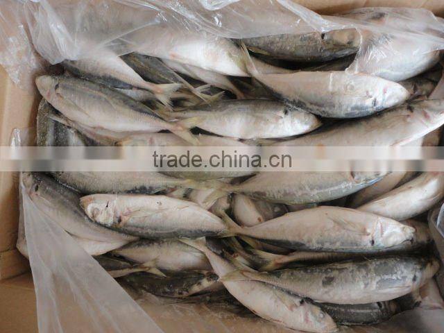 frozen mackerel whole round