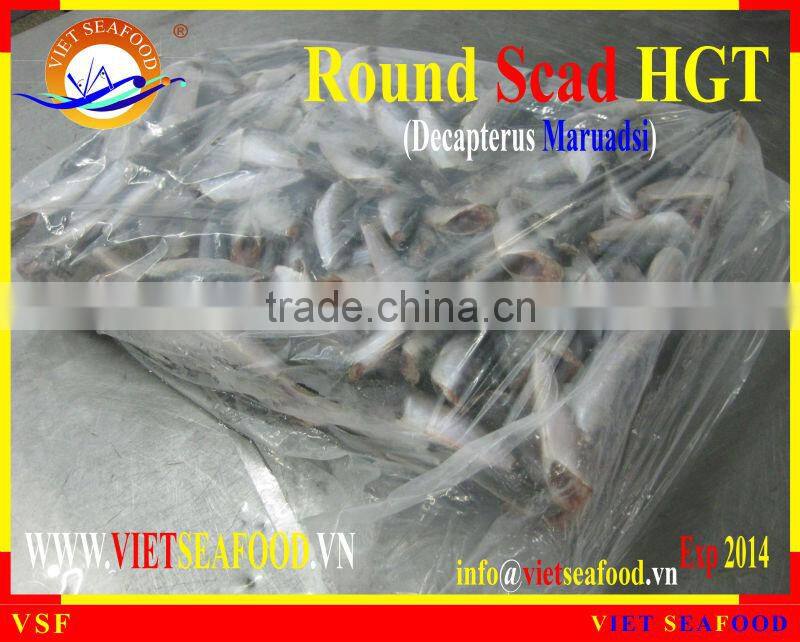 HGT FROZEN ROUND SCAD