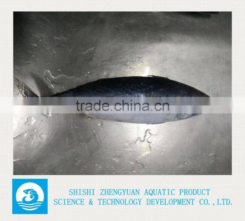 Frozen Bonito Frozen Tuna Fish