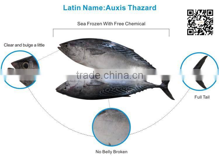 Hot Selling 18 months Shelf Life Frozen on Board Bonito