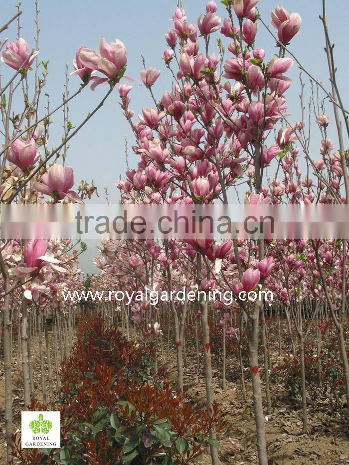 Magnolia liliiflora (Red magnolia)flower trees
