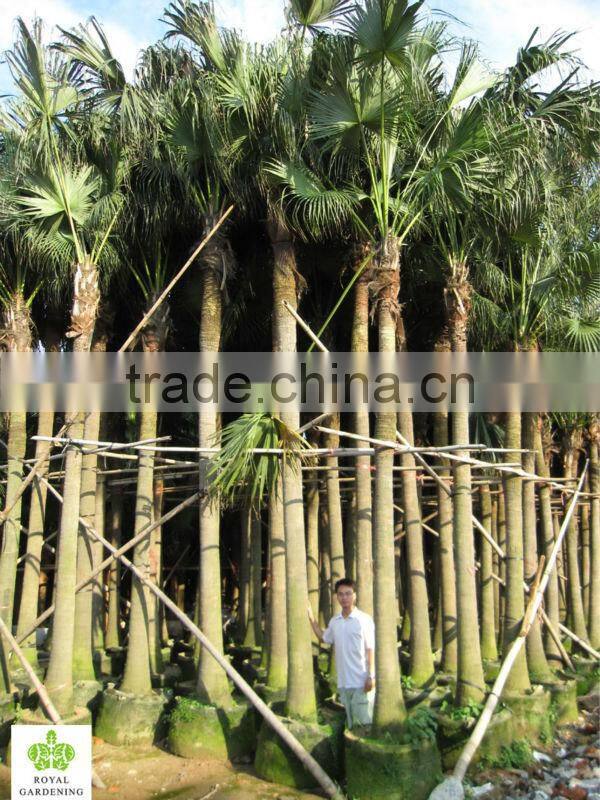 Livistona chinensis (Chinese fan palm)