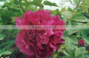 Tree Peony Plant Root da zong zi
