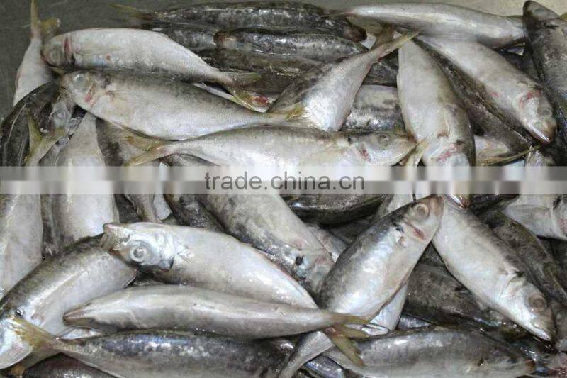 small eyes horse mackerel (Decapterus maruadsi)