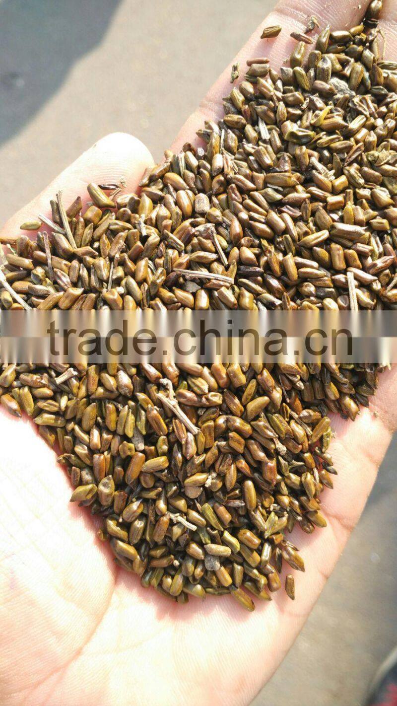 Cassia Tea/Cassia Tora seed/Semen Cassiae Seeds/Cassia Tora seeds from India - CTS