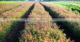 Best & Rich Tulsi Tea Bulk Exporter