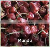 Mundu red chilles from Tamilnadu