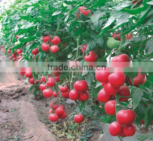 Super High Yield Top Quality Hybrid F1 Indeterminate Growth Big Pink Tomato Seeds For Growing-Zhong Yan No.10