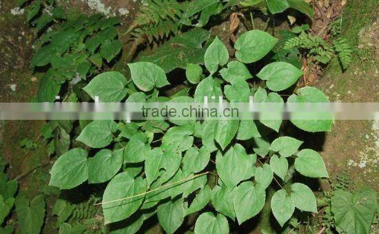 BNP Provides Penis Herbal Medicine Horny Goat weed Extract Powder
