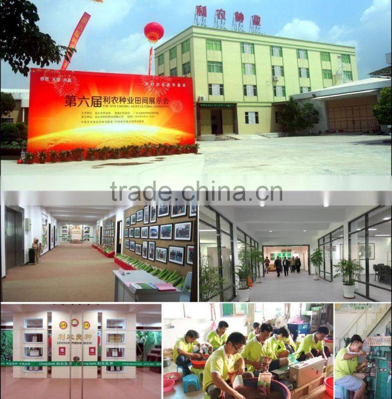 Bulk pepper seeds best quality