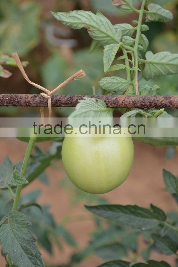 Vineyard and Garden Use Bio Kraft Paper Wire Twisted Rope