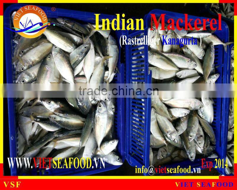FROZEN INDIAN MACKEREL W/R