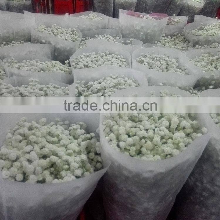 Fresh color unique flower gift gypsophila