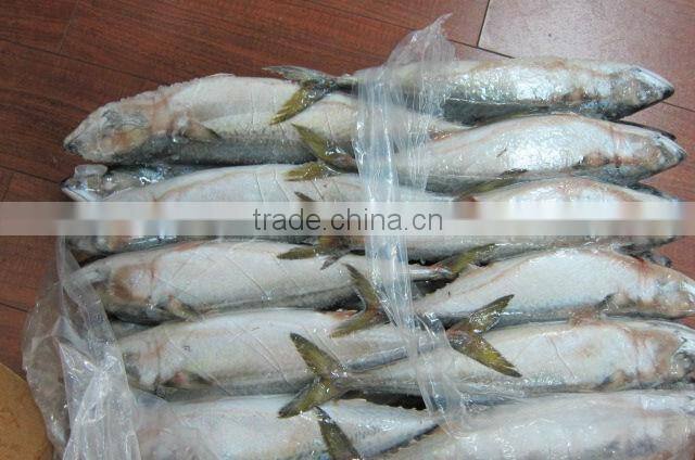 EU approved frozen mackerel