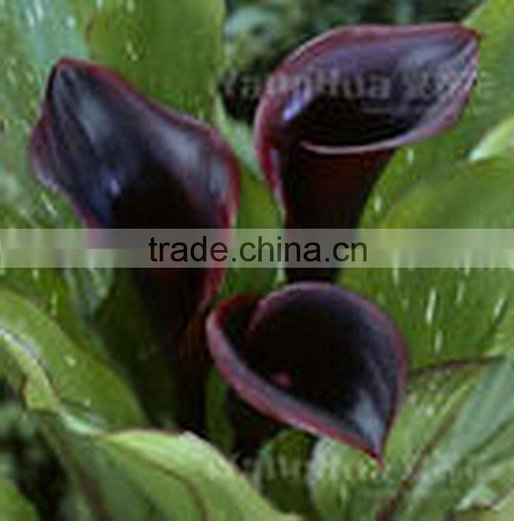 Various new coming flower calla lily with 2 flowers for decoration