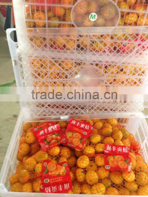 Baby mandarin/ Fresh mandarin orange/Chinese baby mandarins