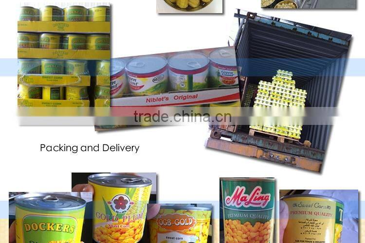 CANNED JAR sweet baby corn to RUSSIA HIGH QUALITY super sweet canned food NO GMO TAIWAN yellow baby corn raw material