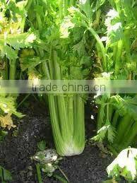 Celery Seed Oil (Fresh & Pure)