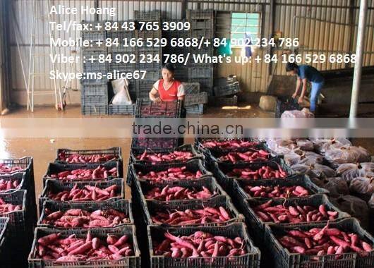 Export fresh sweet potato bulk