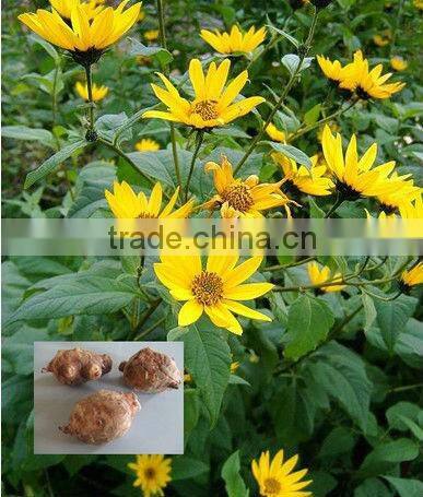 Qingdao BNP Suplies 100% Natural 95% organic natural Inulin/synanthrin from Jerusalem artichoke dietary fiber inulin powder