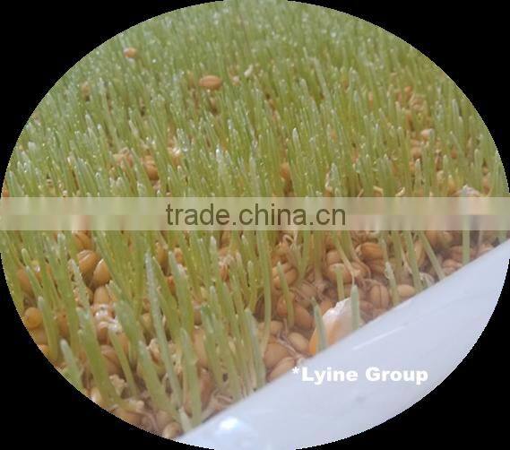 hydroponic green barley,wheat,alfalfa seedlings feed sprouting trays for animal,cattle,sheep,goats