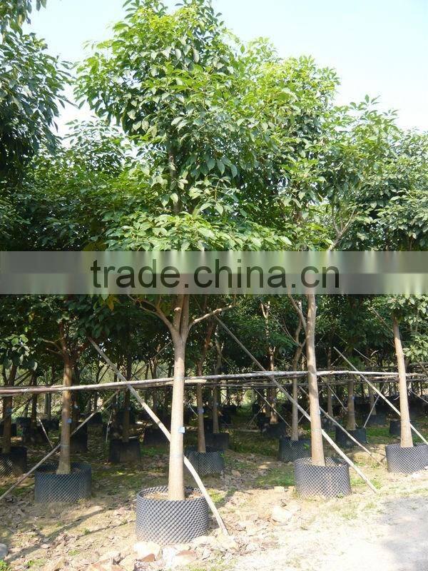Tabebuia chrysantha