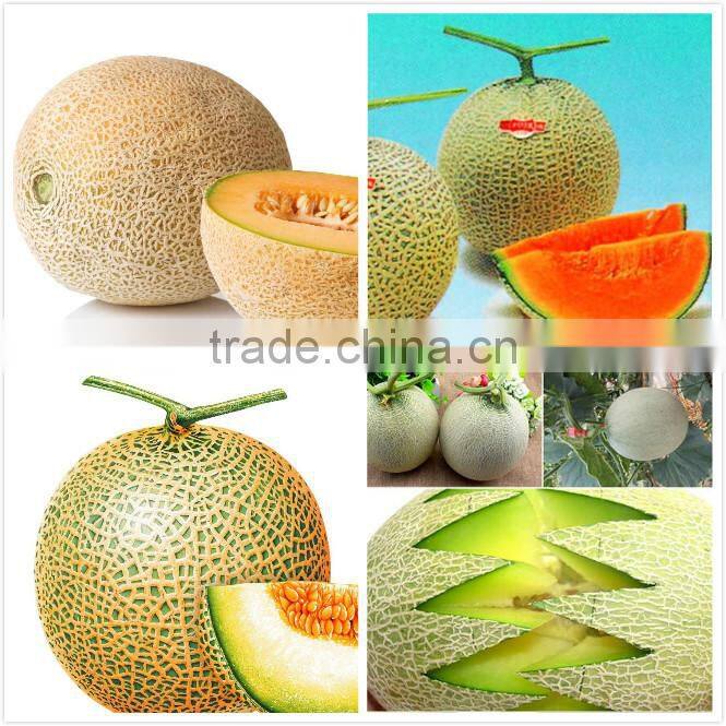 Strong growth anti wilt disease melon seeds hybrid melon seeds Yellow Moon