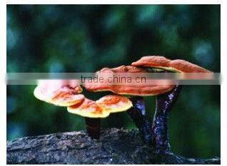 OEM Ganoderma Lucidum Tea