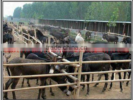 feed pig,cow,sheep chicken pellet machine