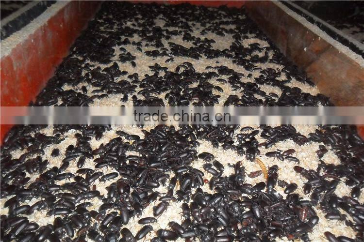 FDA certification dried mealworms for sale